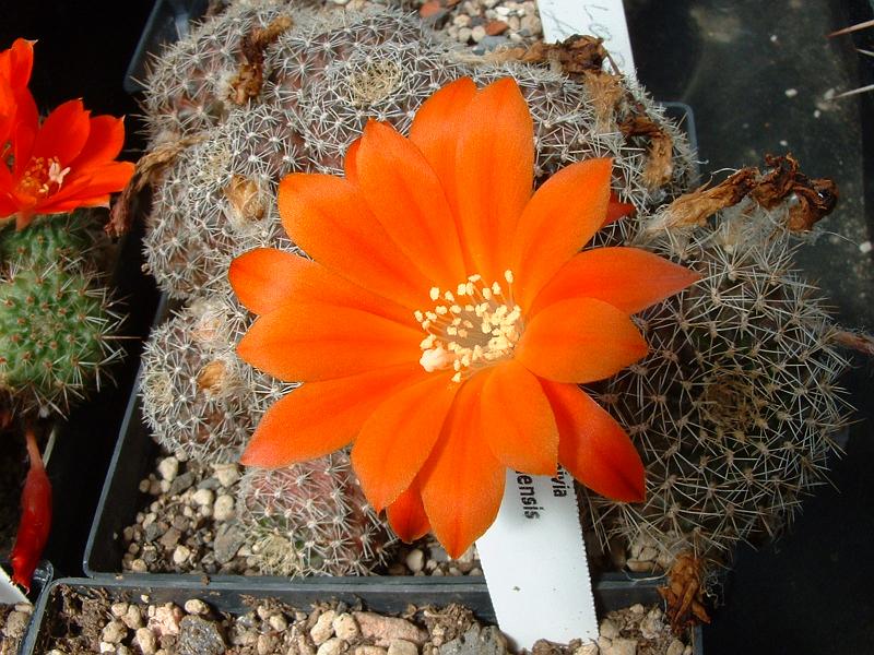 Mediolobivia aureiflora_3.JPG